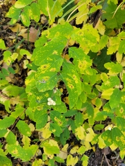 Symphoricarpos occidentalis
