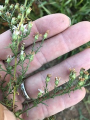 Symphyotrichum dumosum