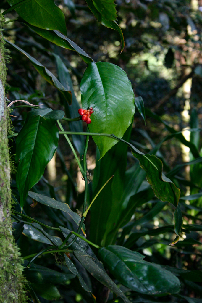 Culcasia falcifolia