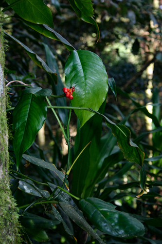 Culcasia falcifolia image