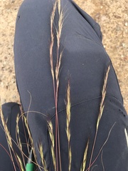 Aristida adscensionis