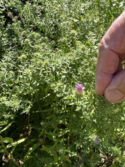 Symphyotrichum oblongifolium