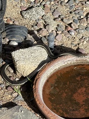 Masticophis lateralis lateralis