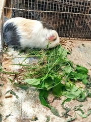 Cavia porcellus