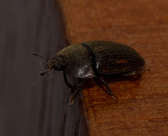 Stelidota geminata