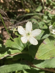 Parnassia grandifolia