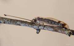 Ululodes quadripunctatus