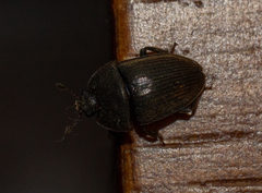 Stelidota geminata