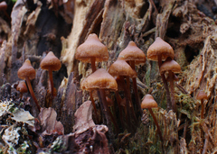Galerina triscopa
