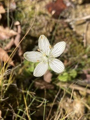 Parnassia grandifolia