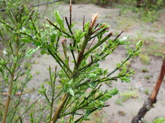 Cytisus scoparius