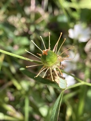Parnassia grandifolia