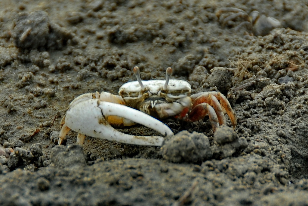 Milky Fiddler Crab