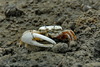 Milky Fiddler Crab - Photo (c) 潘立傑 LiChieh Pan, some rights reserved (CC BY-NC-SA)