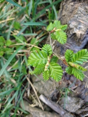 Nothofagus pumilio