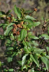 Cistus laurifolius