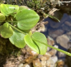 Parnassia grandifolia