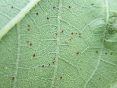 Puccinia helianthi