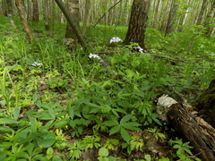 Cardamine bulbifera