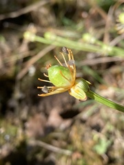 Parnassia grandifolia
