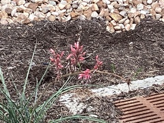 Hesperaloe
