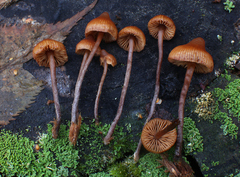 Galerina triscopa