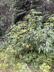 Sambucus racemosa melanocarpa