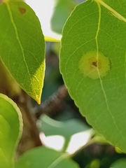 Harmandiola
