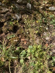 Parnassia grandifolia