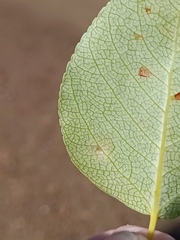 Harmandiola