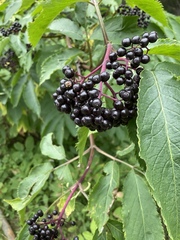 Sambucus racemosa melanocarpa