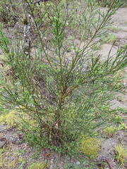 Cytisus scoparius