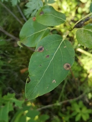 Harmandiola