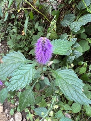 Lamiaceae