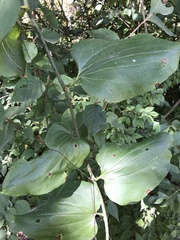 Smilax herbacea
