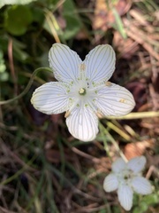 Parnassia grandifolia