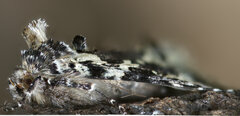 Syngrapha rectangula