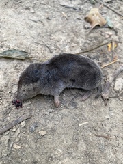 Blarina brevicauda