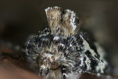 Syngrapha rectangula