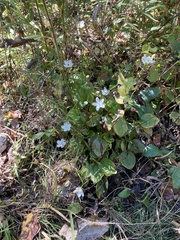 Parnassia grandifolia
