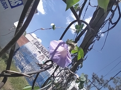 Convolvulaceae