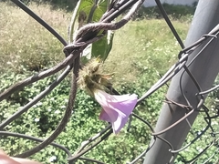 Convolvulaceae