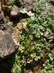 Parnassia grandifolia