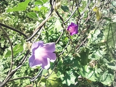 Convolvulaceae
