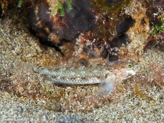 Vanneaugobius canariensis