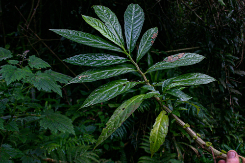 Procris crenata