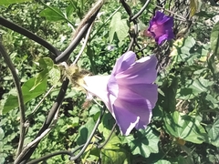 Convolvulaceae