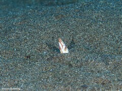 Apterichtus anguiformis