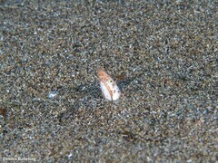 Apterichtus anguiformis