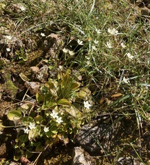 Parnassia grandifolia